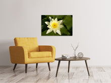 Load image into Gallery viewer, Canvas print The water lily in yellow
