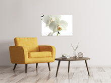 Load image into Gallery viewer, Canvas print Orchids bloom
