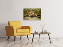 Load image into Gallery viewer, Canvas print Kitten in nature
