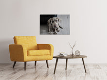 Load image into Gallery viewer, Canvas print The Weimaraner
