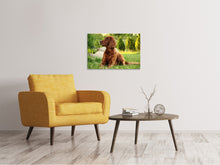Load image into Gallery viewer, Canvas print Attentive Irish Setter
