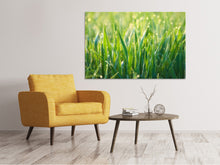 Load image into Gallery viewer, Canvas print Grass with morning dew XL
