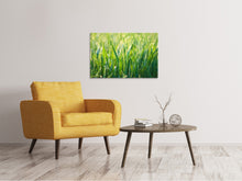 Load image into Gallery viewer, Canvas print Grass with morning dew XL
