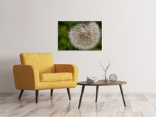 Load image into Gallery viewer, Canvas print The dandelion in nature
