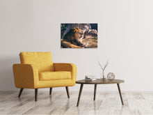 Load image into Gallery viewer, Canvas print Lion is sunning himself
