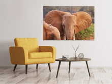 Load image into Gallery viewer, Canvas print Elephant ears
