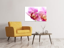 Load image into Gallery viewer, Canvas print Magnificent phalaenopsis
