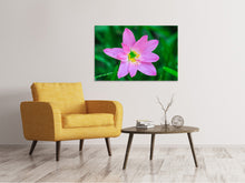 Load image into Gallery viewer, Canvas print Close up of pink blossom
