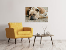 Load image into Gallery viewer, Canvas print Tired boxer
