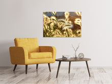 Load image into Gallery viewer, Canvas print Ornamental grass in the sunlight

