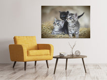 Load image into Gallery viewer, Canvas print Kitten trio
