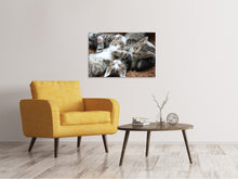 Load image into Gallery viewer, Canvas print Many kittens
