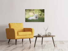 Load image into Gallery viewer, Canvas print Cute spitz puppy

