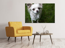 Load image into Gallery viewer, Canvas print Chihuahua look
