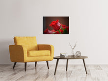 Load image into Gallery viewer, Canvas print Red rose in XL
