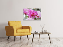 Load image into Gallery viewer, Canvas print Purple orchids in bloom
