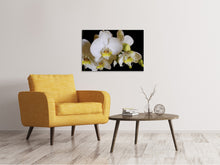 Load image into Gallery viewer, Canvas print White orchids in bloom
