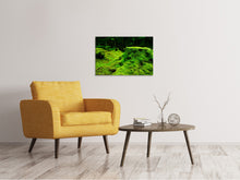 Load image into Gallery viewer, Canvas print Moss in the forest
