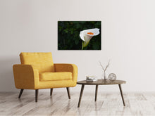Load image into Gallery viewer, Canvas print XL Calla in white
