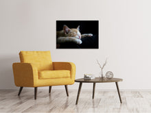 Load image into Gallery viewer, Canvas print Lazy cat
