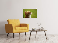 Load image into Gallery viewer, Canvas print cats nose
