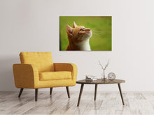 Load image into Gallery viewer, Canvas print cats nose

