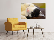 Load image into Gallery viewer, Canvas print Cuddly cat
