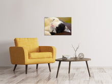 Load image into Gallery viewer, Canvas print Cuddly cat
