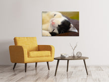 Load image into Gallery viewer, Canvas print Cuddly cat
