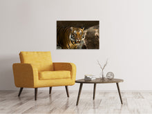 Load image into Gallery viewer, Canvas print Sibirian Tiger
