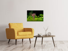 Load image into Gallery viewer, Canvas print Strobilomyces strobilaceus

