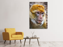 Load image into Gallery viewer, Canvas print The Barbary macaque
