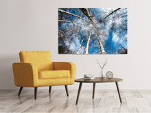 Load image into Gallery viewer, Canvas print birch crowns
