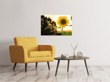 Load image into Gallery viewer, Canvas print Sunflower in the sunrise
