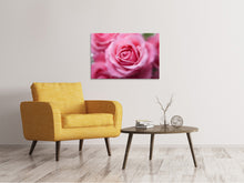 Load image into Gallery viewer, Canvas print Roses macro
