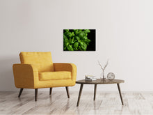 Load image into Gallery viewer, Canvas print Basil in XL
