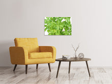 Load image into Gallery viewer, Canvas print Basil in XXL
