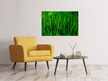 Load image into Gallery viewer, Canvas print Grass With Morning Dew

