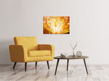 Load image into Gallery viewer, Canvas print Close Up Dandelion In Light
