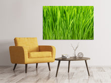 Load image into Gallery viewer, Canvas print Grass In Morning Dew
