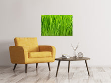 Load image into Gallery viewer, Canvas print Grass In Morning Dew
