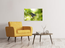 Load image into Gallery viewer, Canvas print Papilio Butterfly XXL
