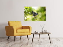 Load image into Gallery viewer, Canvas print Papilio Butterfly XXL
