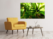 Load image into Gallery viewer, Canvas print Sunrise In The Rainforest
