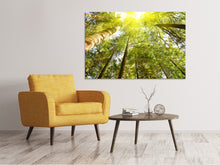 Load image into Gallery viewer, Canvas print Treetops In The Sun
