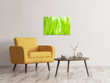 Load image into Gallery viewer, Canvas print Grass XXL

