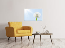 Load image into Gallery viewer, Canvas print Dandelion In Sunbeam

