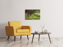 Load image into Gallery viewer, Canvas print Mature Trees
