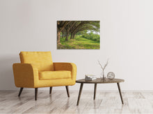 Load image into Gallery viewer, Canvas print Mature Trees
