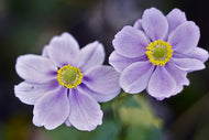 Photo Wallpaper 2 flowers